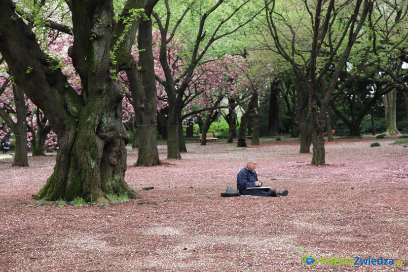 Artysta w Shinjuku Gyoen National Garden. Fot. Wojciech Krusiński