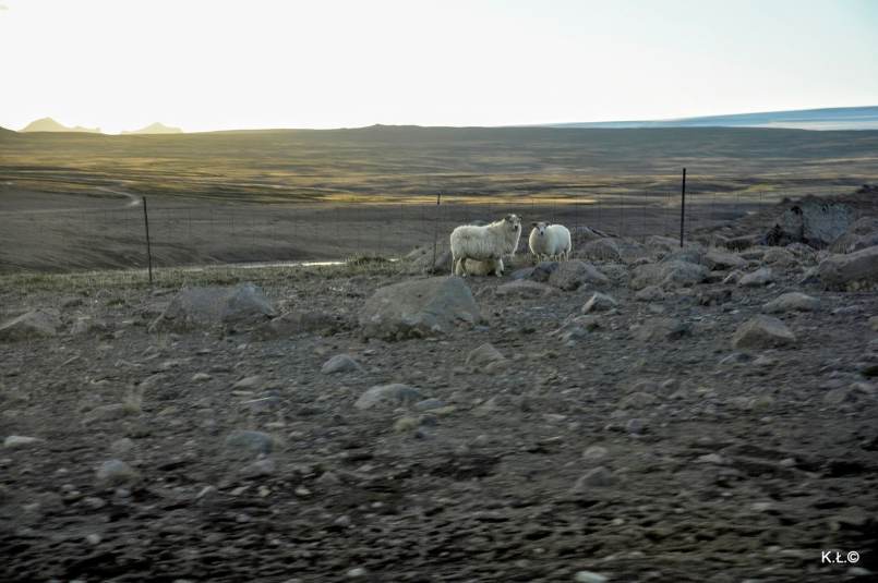 Islandzkie owce / fot. K.Ł.